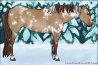 Horse Color:White Spotted Liver Red Dun 