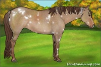 Horse Color:White Spotted Liver Red Dun 