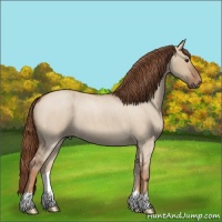 Horse Color:Red Dun Roan 