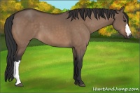 Horse Color:Bay Dun 