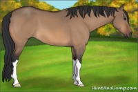 Horse Color:Bay Dun