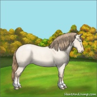 Horse Color:Chocolate Perlino Roan Dun Sabino Appaloosa 