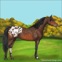 Horse Color:Bay Appaloosa