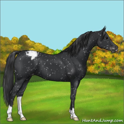 Horse Color:Black Snowflake Varnish