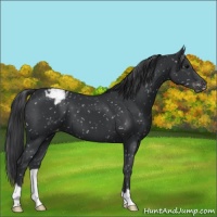 Horse Color:Black Appaloosa 