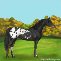 Horse Color:Liver Chestnut Appaloosa 