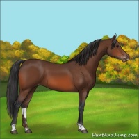 Horse Color:Bay Appaloosa 