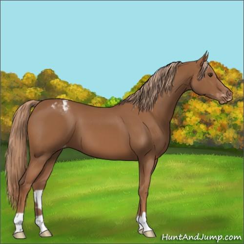 Horse Color:Chestnut Appaloosa 