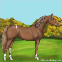 Horse Color:Chestnut Appaloosa 