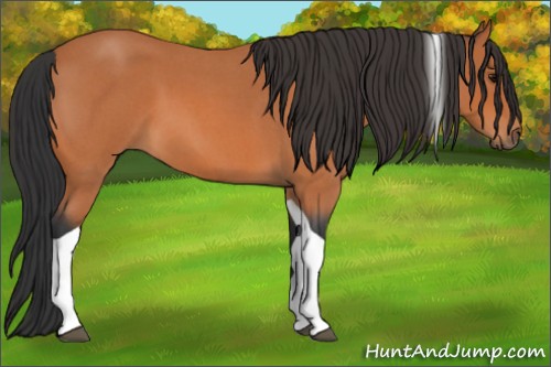 Horse Color:Bay Roan Tobiano
