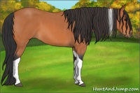 Horse Color:Bay Roan Tobiano