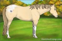 Horse Color:Amber Cream Champagne Appaloosa