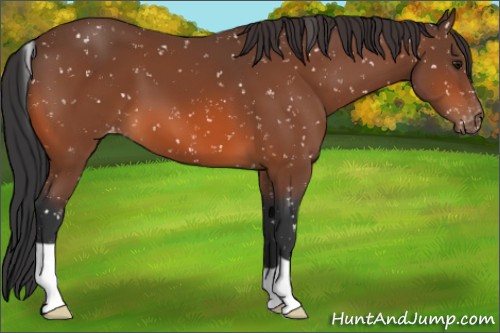 Horse Color:Bay Appaloosa 
