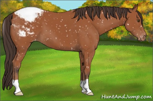 Horse Color:Bay Appaloosa 