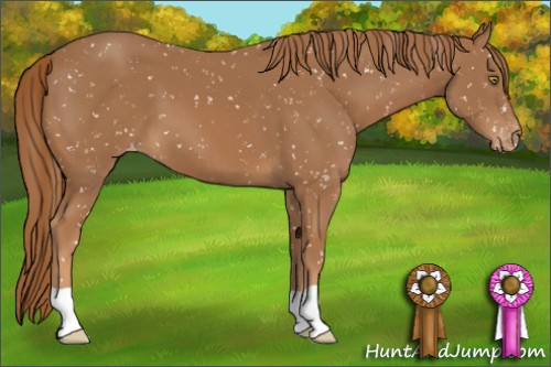 Horse Color:Chestnut Appaloosa 