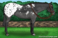 Horse Color:Black Appaloosa