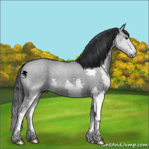 Horse Color:Grullo Chinchilla Splash 