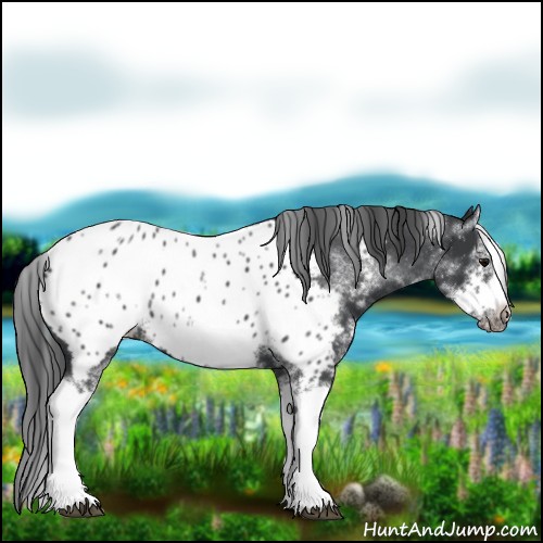 Horse Color:White Spotted Blue Roan Splash Frame Appaloosa 