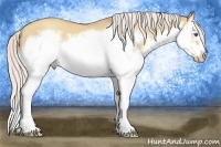 Horse Color:Silver Classic Champagne Dun Splash Frame