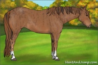 Horse Color:Bay  and Chestnut 