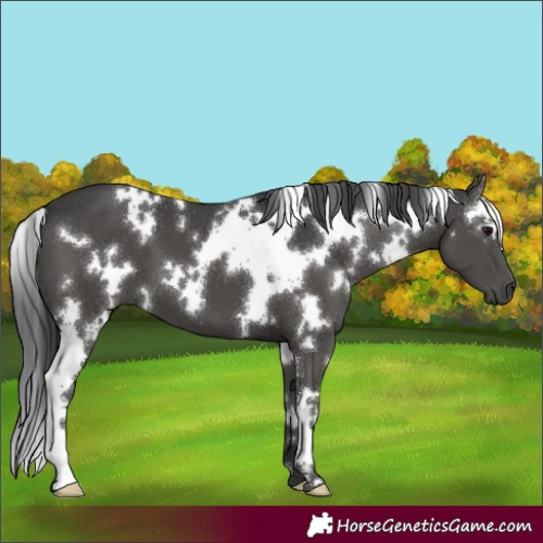 Horse Color:White Spotted Black 