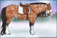 Horse Color:Bay Sabino 