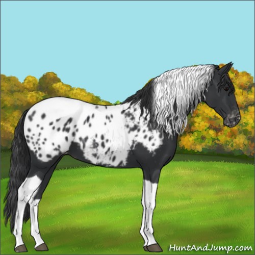 Horse Color:Black Tobiano Appaloosa 