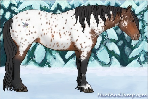 Horse Color:Bay Appaloosa