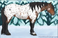 Horse Color:Bay Appaloosa 
