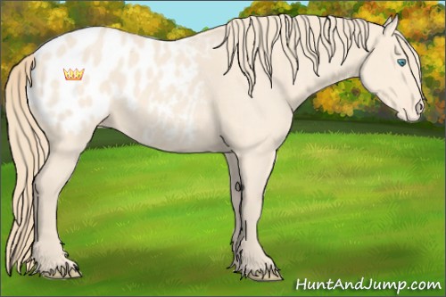 Horse Color:Perlino Roan Appaloosa 