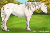 Horse Color:Perlino Roan Appaloosa 