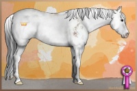 Horse Color:Bay Sabino 