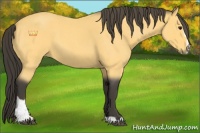 Horse Color:Buckskin Roan Sabino
