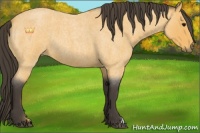 Horse Color:Buckskin Roan