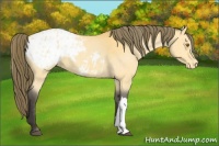 Horse Color:Buckskin Blanket 