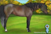Horse Color:Brown Sabino