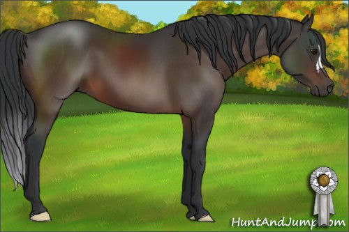 Horse Color:Brown 