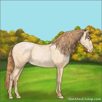 Horse Color:Buckskin Ice Pearl 