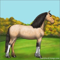 Horse Color:Buckskin Ice Roan 