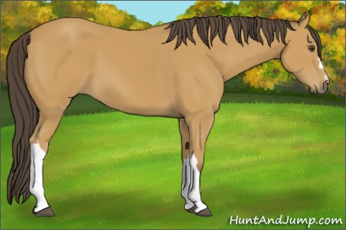 Horse Color:Buckskin 