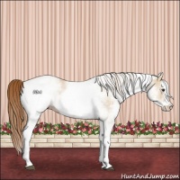 Horse Color:White Spotted Red Dun 