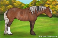 Horse Color:Brown Rabicano  and Silver Brown Rabicano 
