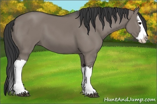 Horse Color:Grullo Splash 