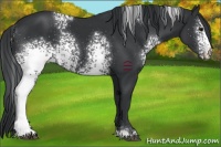 Horse Color:White Spotted Black 