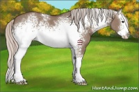 Horse Color:White Spotted Silver Grullo Splash 