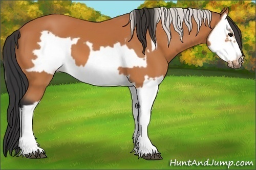 Horse Color:Bay Splash Frame and Silver Bay Splash Frame