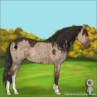 Horse Color:Liver Red Dun Brindle 