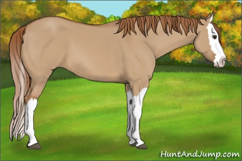 Horse Color:Red Dun Splash 