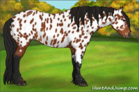 Horse Color:Gray Bay Appaloosa