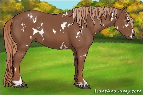 Horse Color:White Spotted Chestnut Sabino 